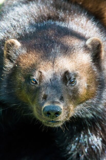 A close up of a wolverine animal showing detailed fur and intense eyes, HD Mobile Wallpaper