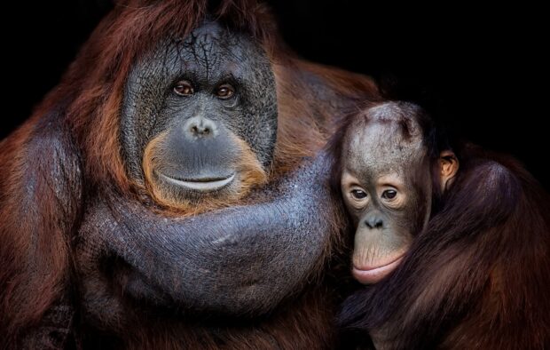 A close up shows an adult and baby orangutan together with deep expressions, HD Desktop Wallpaper