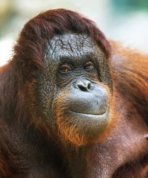 A close up of an adult orangutan showing detailed face and fur textures, HD Mobile Wallpaper