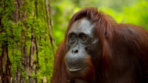 A close up of an orangutan with brown hair near a tree in a green forest, 2K Desktop Wallpaper