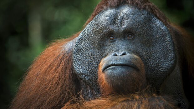 A close up of an orangutan face showing detailed facial features and brown hair, 4K Desktop Wallpaper