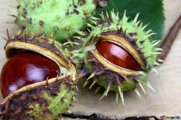 The chestnuts show their shiny brown shells inside green protective husks, HD Desktop Wallpaper