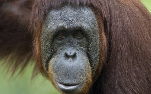 A close up of an orangutan showing detailed facial features and brown fur, HD Desktop Wallpaper