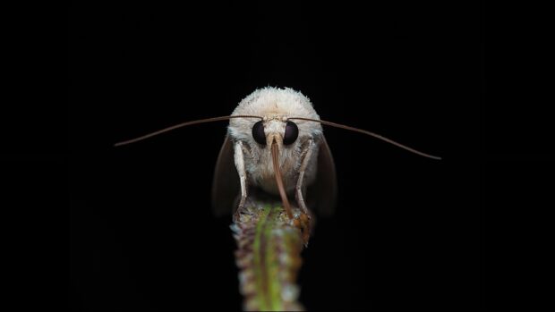 A white moth is perched on a green thorny stem against a black background, 2K Desktop Wallpaper
