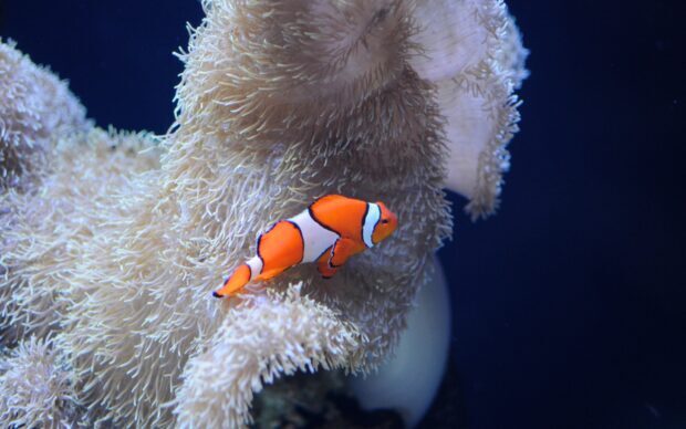 A clownfish swimming near soft coral in an underwater scene