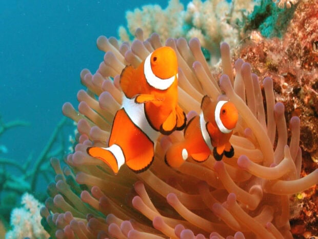 Two clownfish swimming among sea anemone in the ocean reef