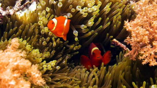 Two clownfish swimming among sea anemones in a vibrant coral reef environment