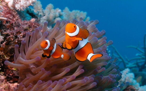 Two clownfish swimming near coral under the sea with vibrant colors and clear water