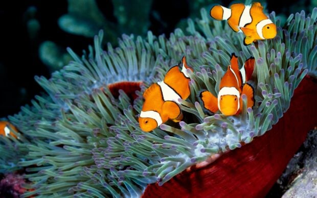 Vibrant clownfish swimming among sea anemone tentacles in underwater scene