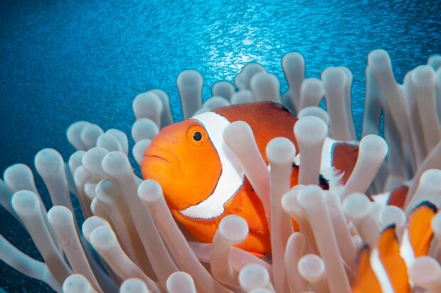 A vibrant clownfish hiding among sea anemone tentacles in the ocean