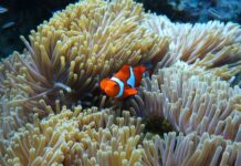 A clownfish swimming among sea anemone tentacles in a vibrant underwater scene
