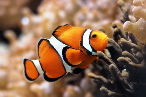 A vibrant clownfish swimming among coral reefs in a detailed underwater scene