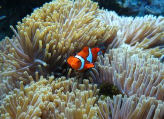 A clownfish swimming among sea anemone tentacles in a vibrant underwater scene