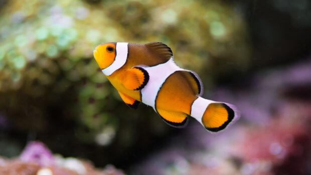 A vibrant clownfish swimming near coral in clear water