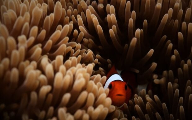 Clownfish hiding among coral tentacles in a vibrant underwater scene