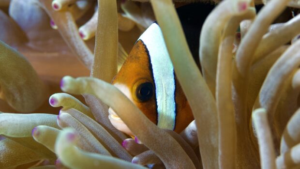Clownfish swimming among sea anemone tentacles in vibrant underwater scene (1)