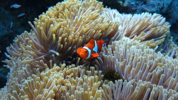 A clownfish swimming among sea anemone tentacles in a vibrant underwater scene