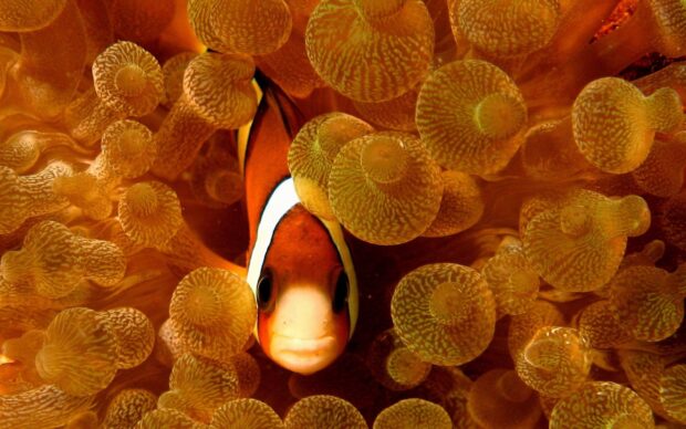 Clownfish swimming among sea anemone tentacles in vibrant underwater scene