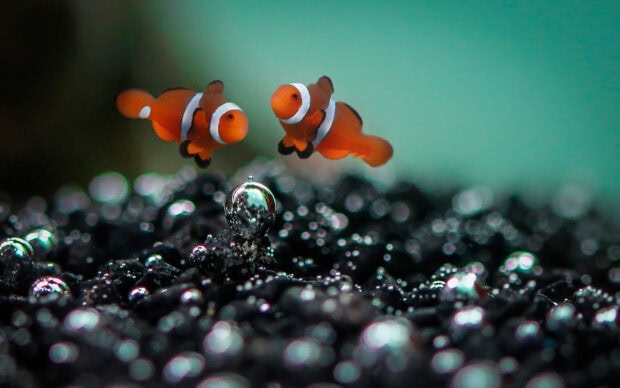 Two clownfish swimming above black pebbles with water reflections in aquarium