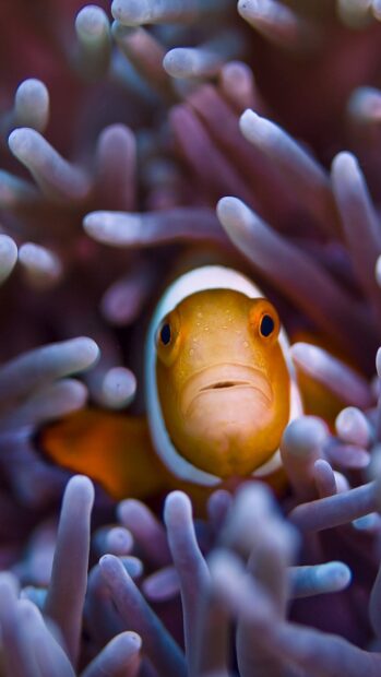 A close up of a clownfish surrounded by sea anemone tentacles in vibrant colors