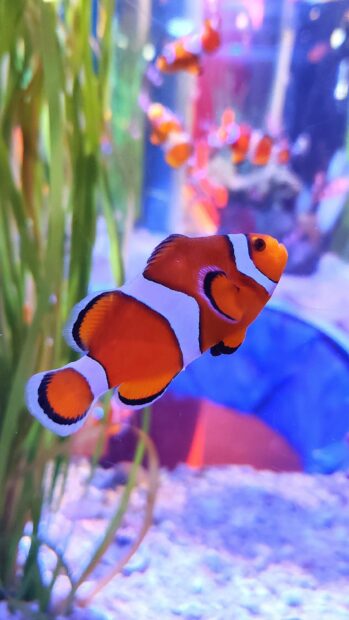A vibrant clownfish swimming gracefully in an aquarium with green plants and colorful background