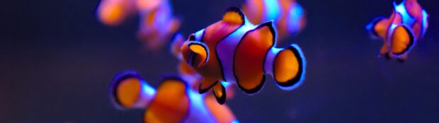 A group of clownfish swimming in a dark blue underwater environment with vibrant colors