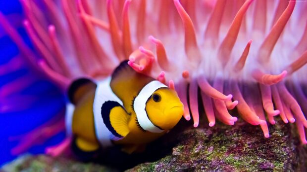 A vibrant clownfish swimming near colorful sea anemone tentacles in clear ocean water