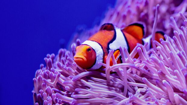 A bright clownfish swimming among purple sea anemone tentacles in clear blue water