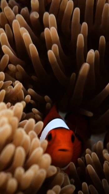 A clownfish swimming among sea anemone tentacles in an underwater scene
