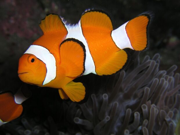 A vibrant clownfish swimming near sea anemones in a dark underwater scene
