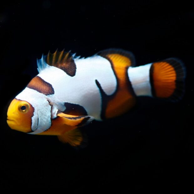 A vibrant clownfish with bright orange and white patterns swimming against a black background