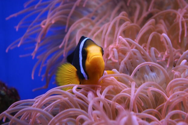 Clownfish swimming among sea anemone tentacles in vibrant underwater scene