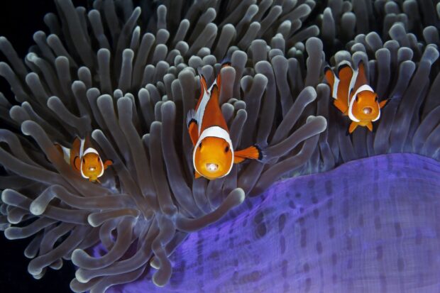 Three clownfish swimming among sea anemone tentacles in vibrant underwater scene