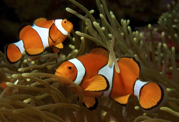 Two clownfish swimming among sea anemone tentacles in vibrant underwater scene