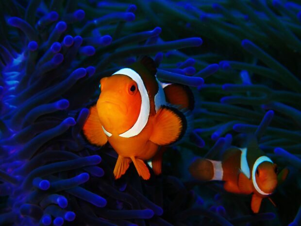 A close up of clownfish swimming among sea anemone tentacles in vibrant colors