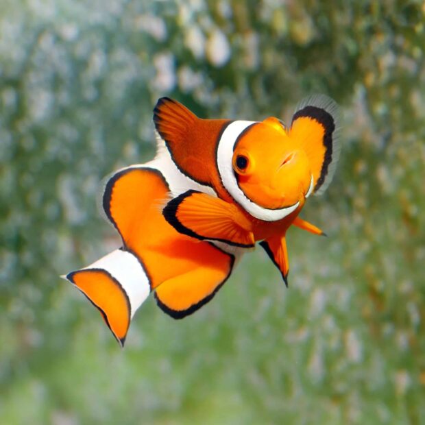 A vibrant clownfish swimming in clear water showcasing bright orange colors and distinctive white stripes