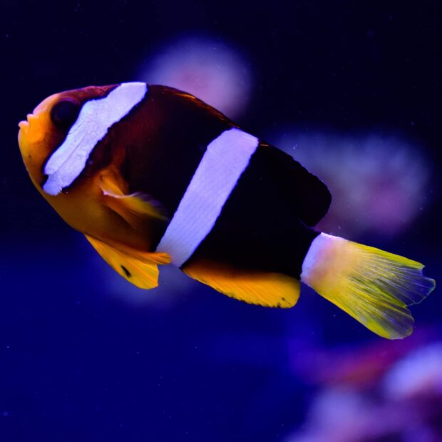A vibrant clownfish swimming in deep blue water under vibrant lighting