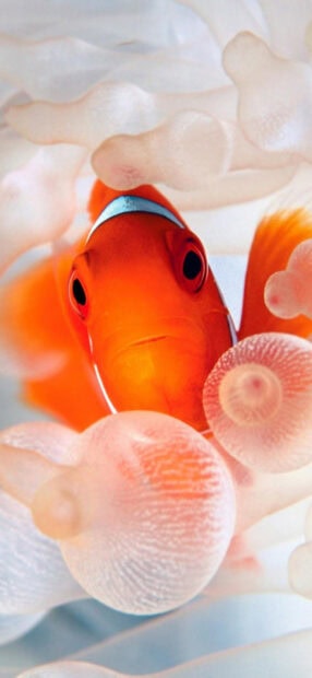 A close up of a clownfish swimming among soft coral in vibrant colors