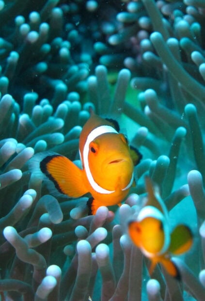 A close up of clownfish swimming among sea anemone tentacles in vibrant colors