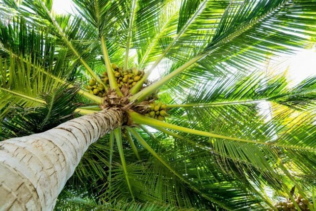 Green coconut tree with fresh coconuts and bright sunlight through leaves
