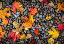 Colorful autumn leaves on wet pebbles.