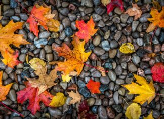 Colorful autumn leaves on wet pebbles.
