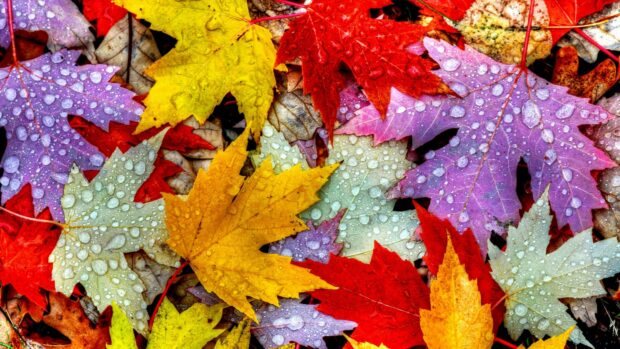 Colorful autumn leaves with water droplets on the ground capture nature beauty, 4K Desktop Wallpaper