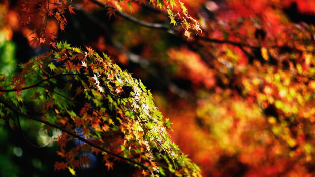 Colorful maple tree leaves change in autumn season, 4K Desktop Wallpaper