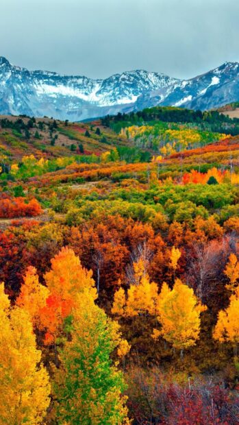 The Bulgaria wallpapers display vibrant fall trees under snowy mountain peaks, HD Mobile Wallpaper