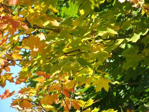 A maple tree with green and orange leaves under sunlight, HD Desktop Wallpaper