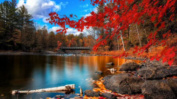 A calm river flows with colorful maple tree leaves on the shore during autumn, 4K Desktop Wallpaper