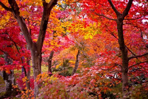 Vibrant maple tree leaves display red and orange colors in autumn forest, HD Desktop Wallpaper