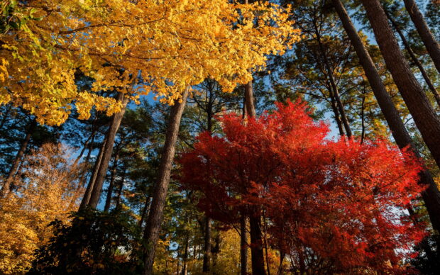 Vibrant maple trees showcase red and yellow leaves under a clear blue sky, 2K Desktop Wallpaper