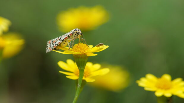 A colorful moth on a yellow flower with a blurred green background, 4K Desktop Wallpaper
